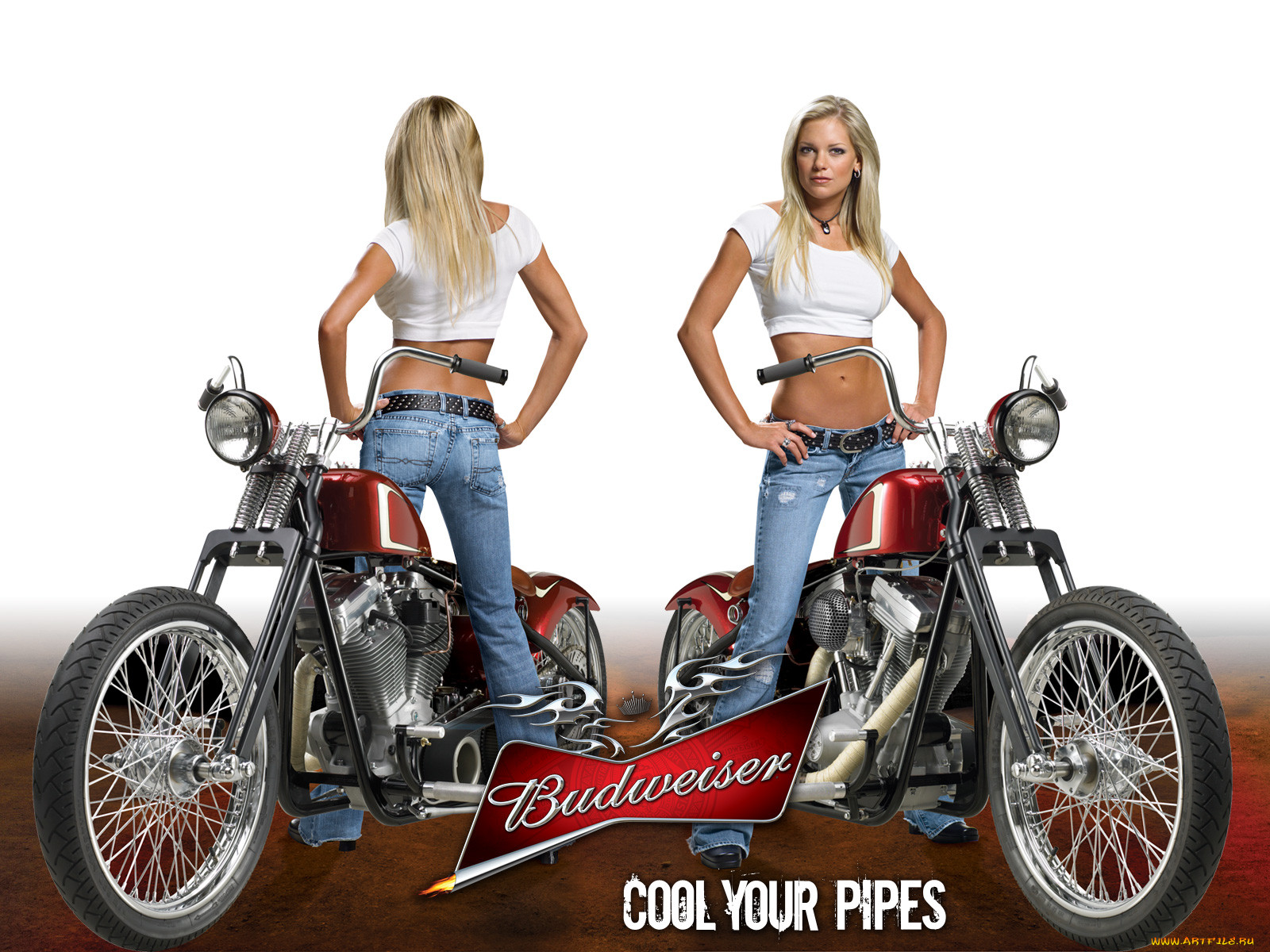 , budweiser